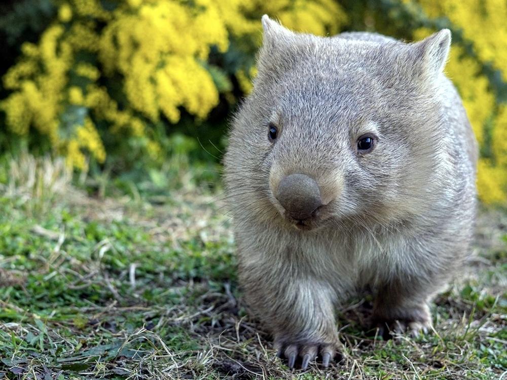 Bodark Rabbit Dinni Birraark – Newlands Arm Residents & Ratepayers Association
